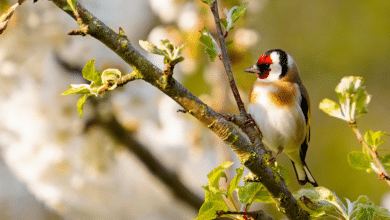 Chardonneret sur une branche