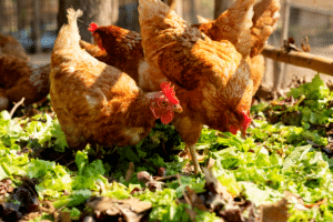 Des poules dans le jardin