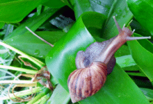 Escargot au jardinEscargot au jardin