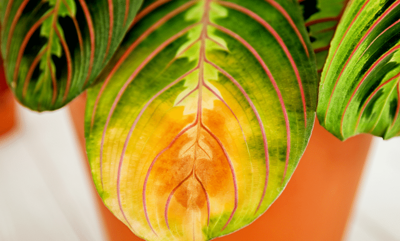 Jaunissement Des Feuilles Plantes D Intérieur www.enef.fr