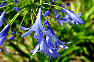 Fleurs d'agapanthe