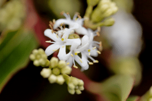 Heptacodium