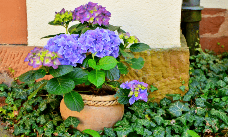 Hortensia en pot