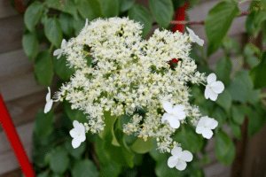 L'Hydrangea petiolaris