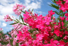 Laurier-rose en fleurs.