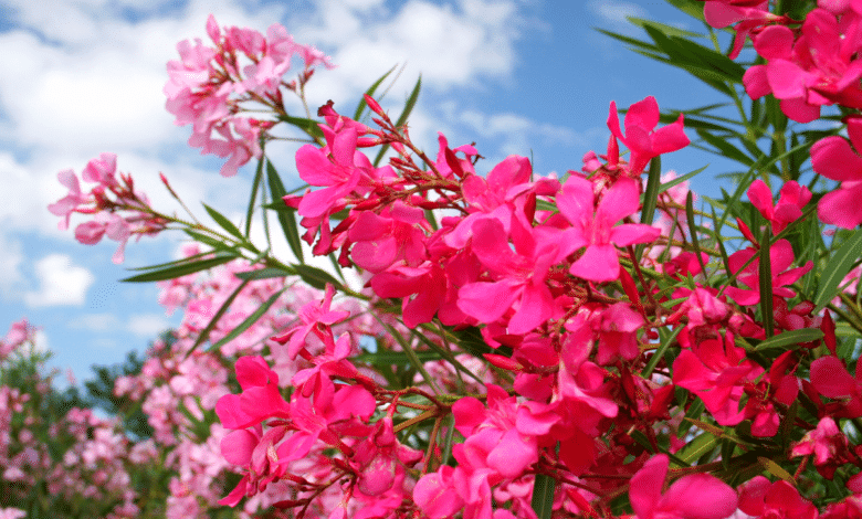 Laurier-rose en fleurs.