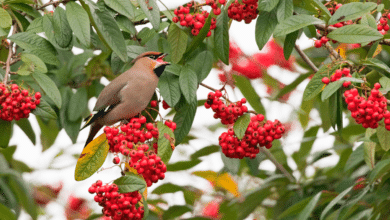 Oiseaux sur un arbre à baies