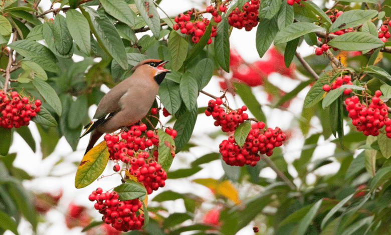Oiseaux sur un arbre à baies