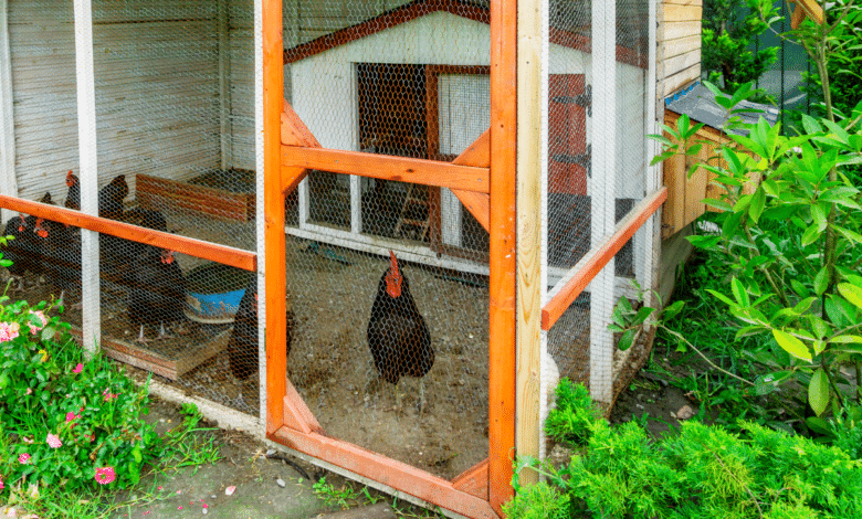 Poulailler au jardin