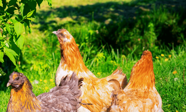 Poules au jardin.
