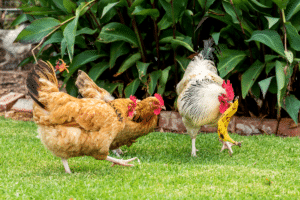 Poules au jardin
