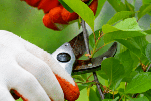 Tailler un arbre citronnier