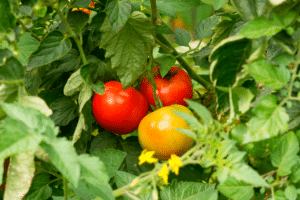 Tomates au potager