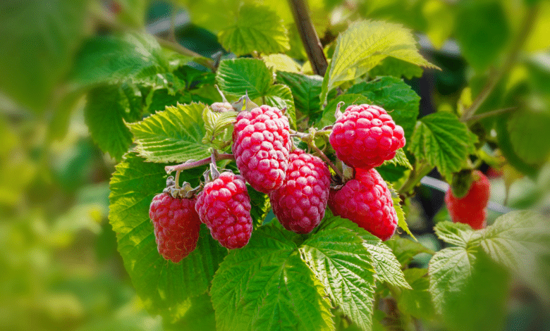 framboise