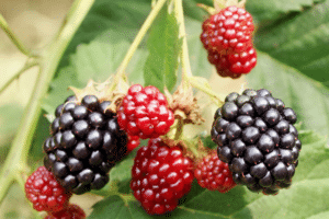 framboisier