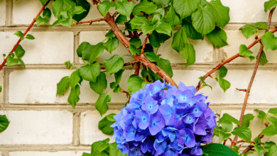 hortensias grimpant