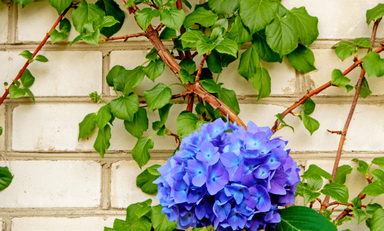 hortensias grimpant