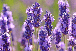 lavande