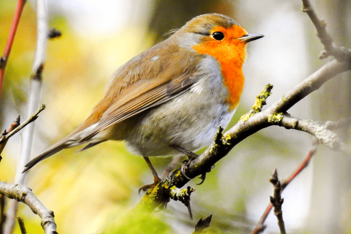 4 Etapes pour apprivoiser un rouge-gorge dans votre jardin.