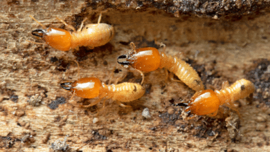 termites