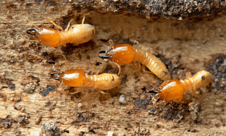 termites