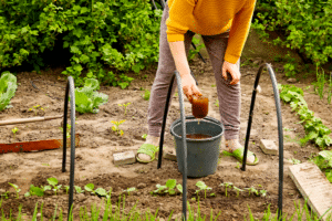 urine entant qu'engrais - Copie