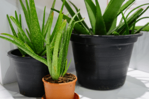 Aloe vera en pot à la maison.