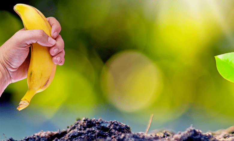 Banane pour le sol de jardin