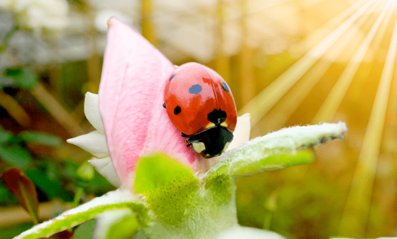 Coccinelle au jardin