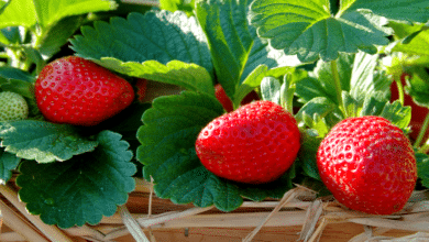 Des fraises succulentes au jardin