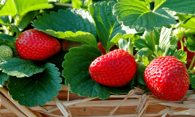 Quelles sont les variétés de fraises les plus sucrées à semer dès