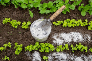 cendre de bois au jardin
