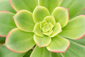 L'aeonium nobile