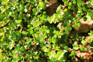 Portulacaria afra