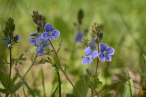 Le vérone (Veronica)