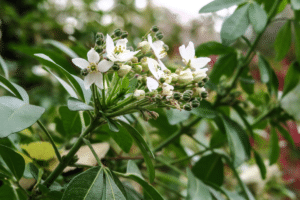 Le choisya (oranger du Mexique)