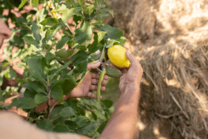 tailler les citronniers