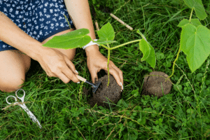 planter du Paulownia