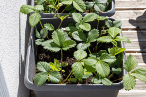 Plant de fraises en pot