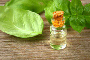 L'huile essentielle de basilic