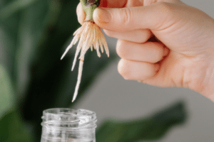 bouturage