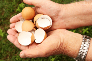 Coquilles d'œufs