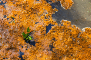 moisissure sur les semis