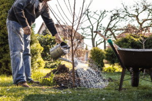 arrosez légèrement le sol autour de vos arbres fruitiers