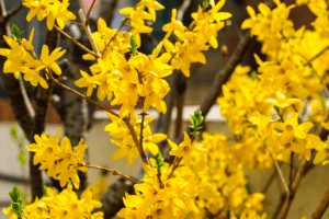 Forsythia