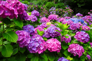 Hortensia