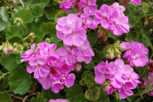 geranium