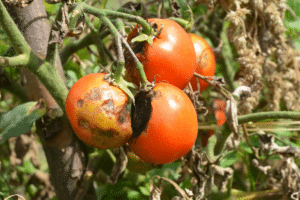 tomates