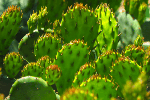 L'opuntia humifusa