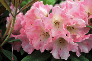 Azalées de Rhododendrons